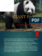 Giant Panda: in Way of Extinction