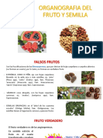 Organografia Del Fruto y Semilla 2