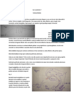 Curs Anatomie 7