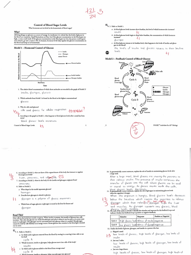 POGIL Control of Blood Sugar Levels