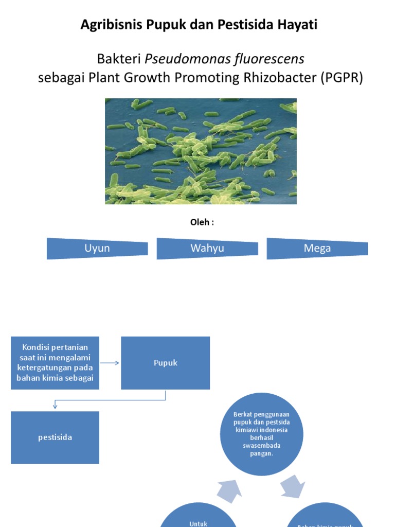 Pseudomonas fluorescens sebagai PGPR | PDF