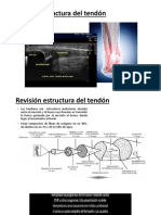 Tendon 1