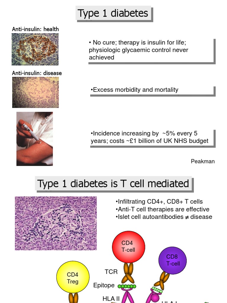 The Role of T Cells and Autoimmunity in Type 1 Diabetes Based on an ...