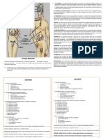 Sistema Endocrino