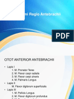 Otot Regio Antebrachii