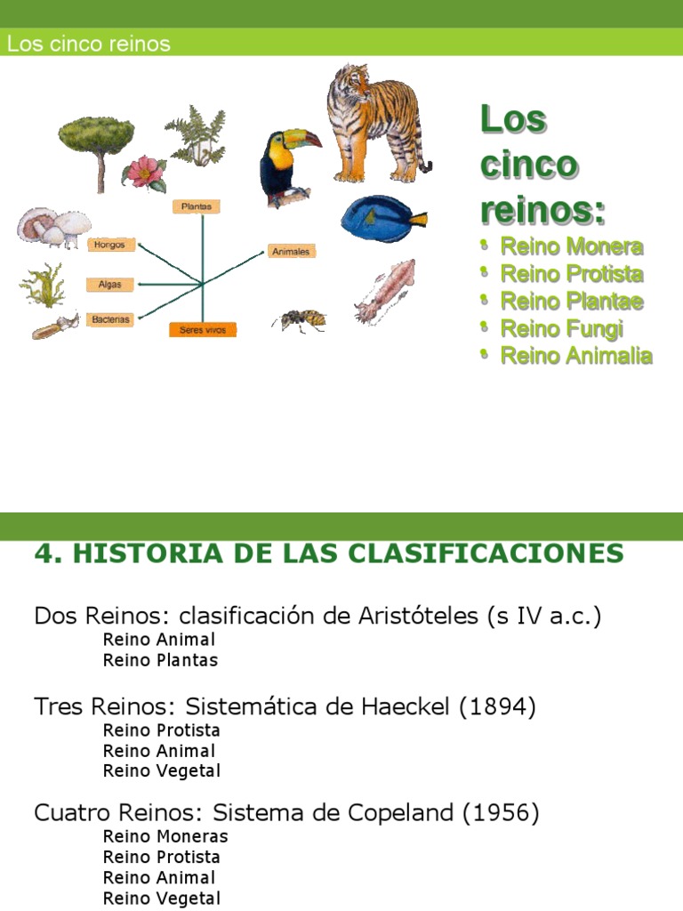 Los Cinco Reinos Presentacion | PDF | Algas | Plantas