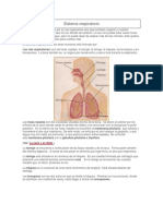 Sistema Respiratorio 2