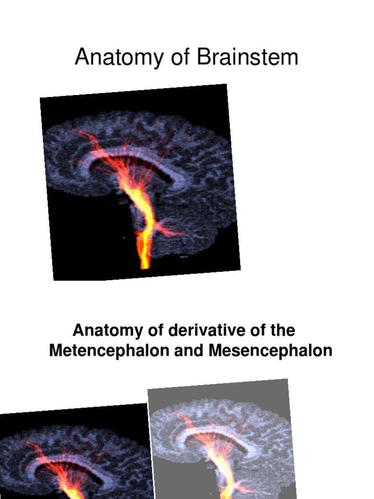Anatomy of Brainstem Biology Diagrams