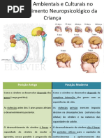 O Desenvolvimento Cerebral da Criança.pptx