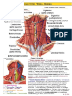 Musculatura Cricotirohioidea + Cricotomía.pdf
