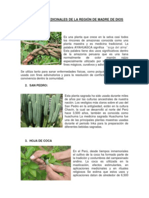 10 Plantas Medicinales De La Region De Madre De Dios Ayahuasca