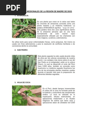 10 Plantas Medicinales De La Region De Madre De Dios Ayahuasca