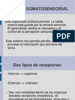 242425654-Somatosensorial-ppt