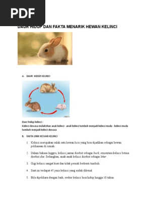 9400 Koleksi Gambar Daur Hidup Hewan Kelinci Hd Gambar Hewan