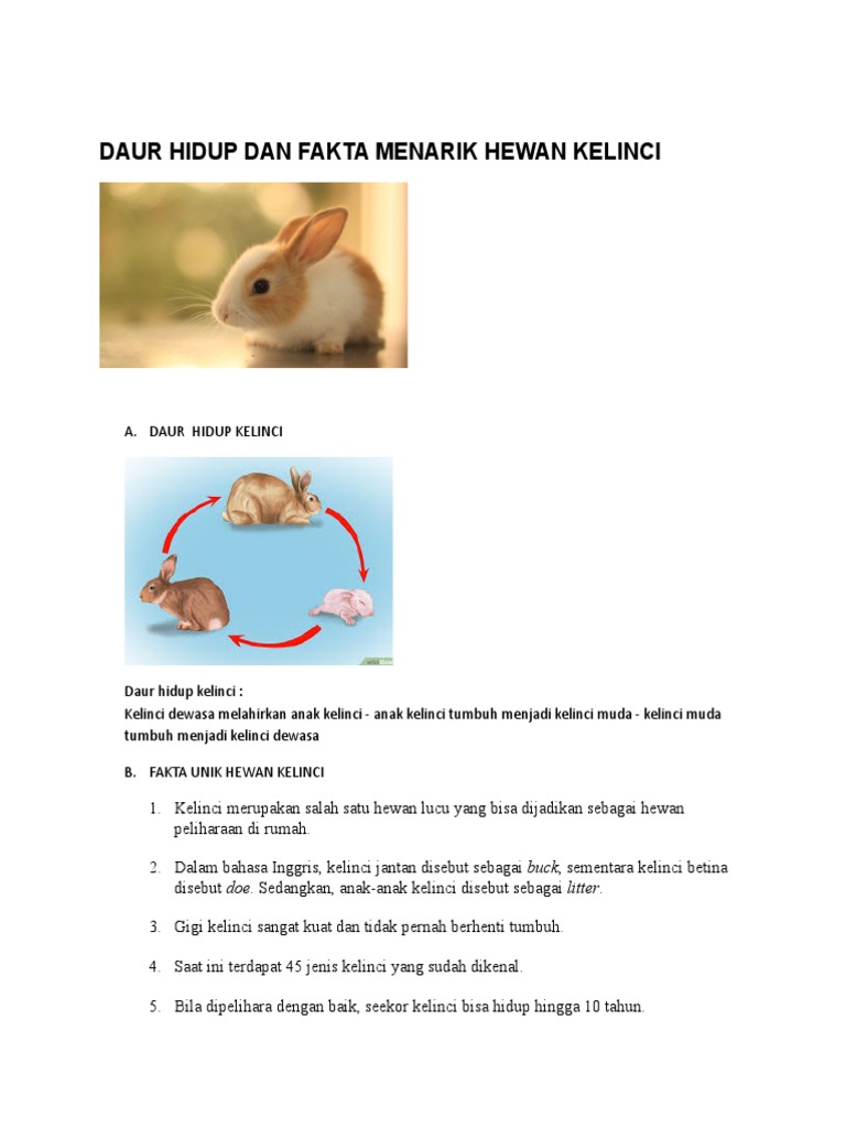 Daur Hidup Dan Fakta Menarik Hewan Kelinci