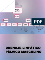 Drenaje Pelvico Masculino