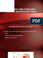 Anatomi Dan Fisiologi Sistem Reproduksi Pria