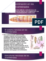 La Coordinación en Los Invertebrados