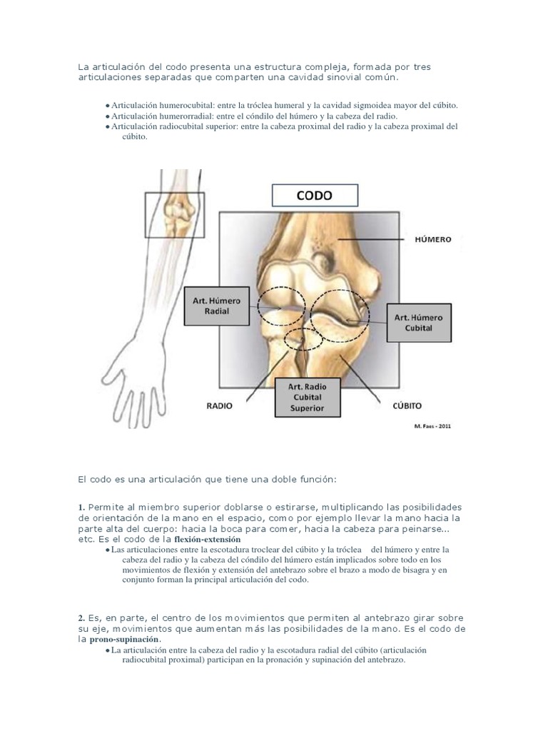 La Articulación Del Codo Presenta Una Estructura Compleja | PDF | Codo ...