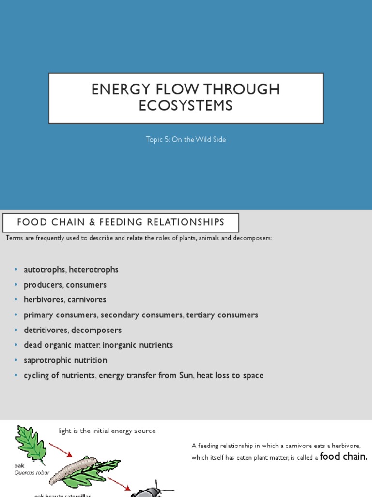 Energy Flow Through Ecosystems | PDF | Food Web | Habitat