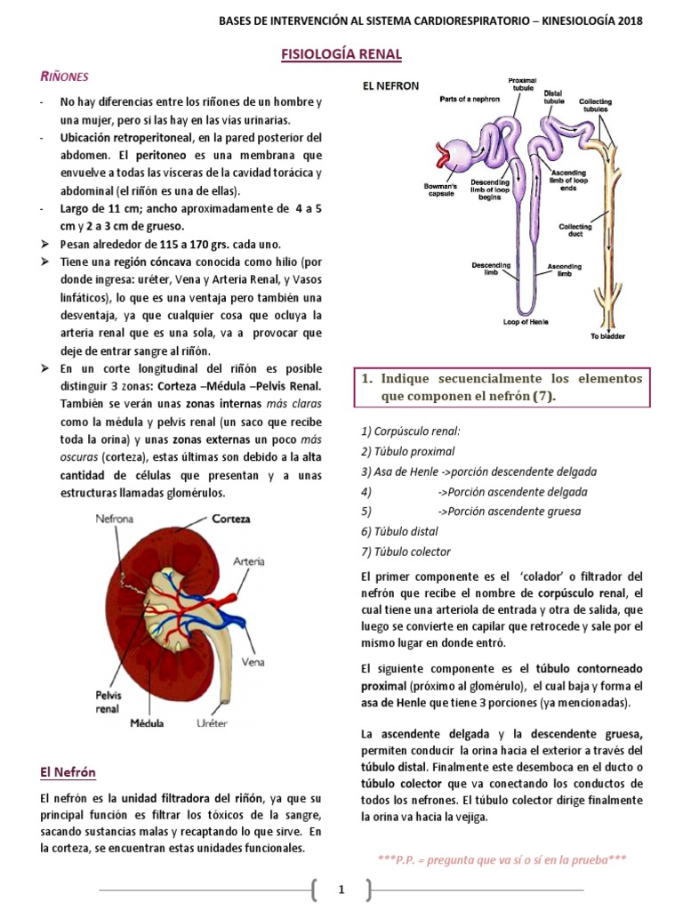Fisiología Renal PDF PDF Riñón Anatomia animal