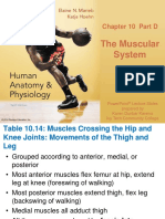 The Muscular System: Chapter 10 Part D