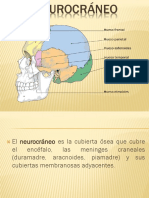 Huesos del neurocráneo: Hueso occipital