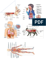 ANIMALES Y HUMANOS SISTEMAS IMAGENES.docx