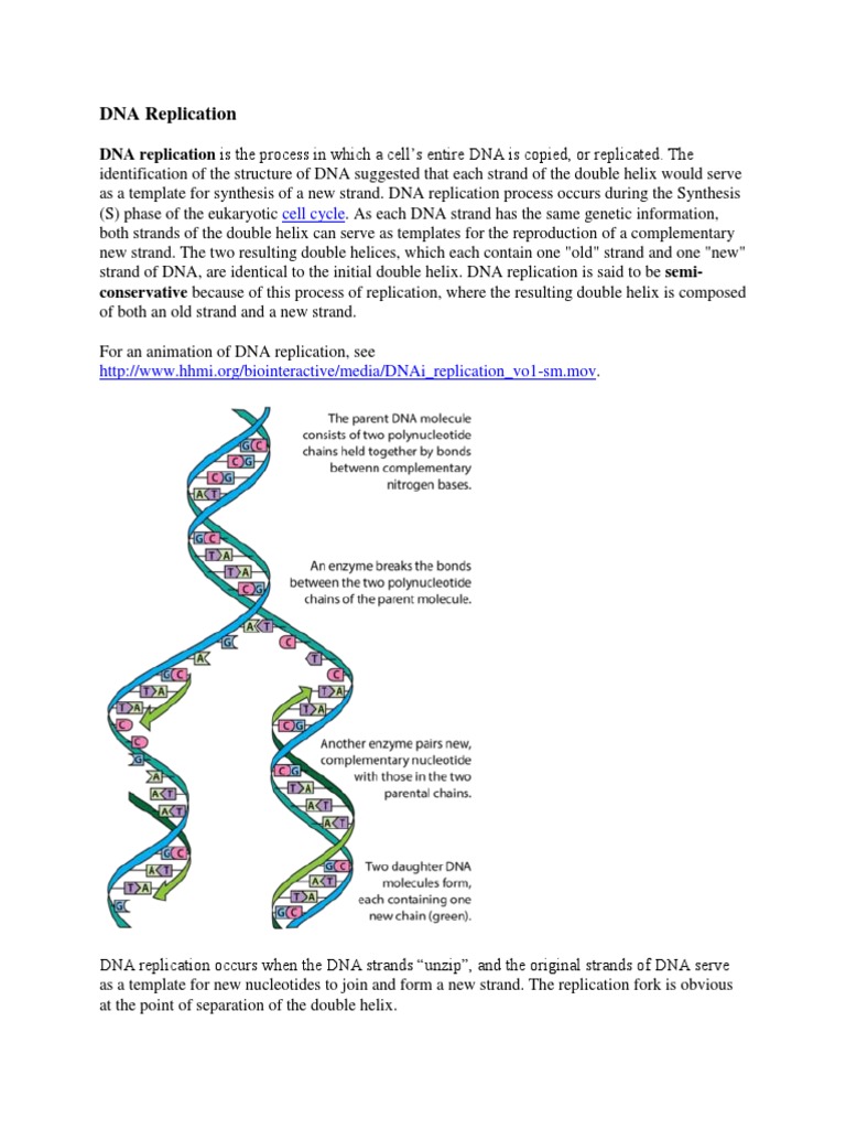 Replication Transcription Translation Mutation Hw Pdf Genetic