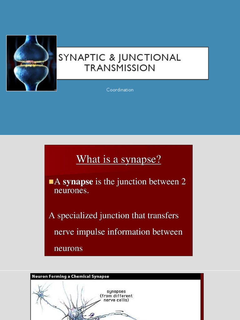 Synaptic & Junctional Transmission | PDF