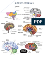 Estruturas Cerebrais