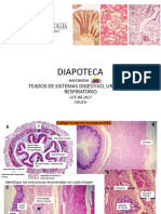 Diapoteca Sist Digestivo, Urinario y Respiratorio