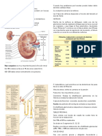 Sistema Renal 1