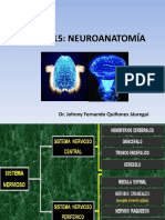 Teoria 15 Cerebro Quiñones Jauregui Johnny