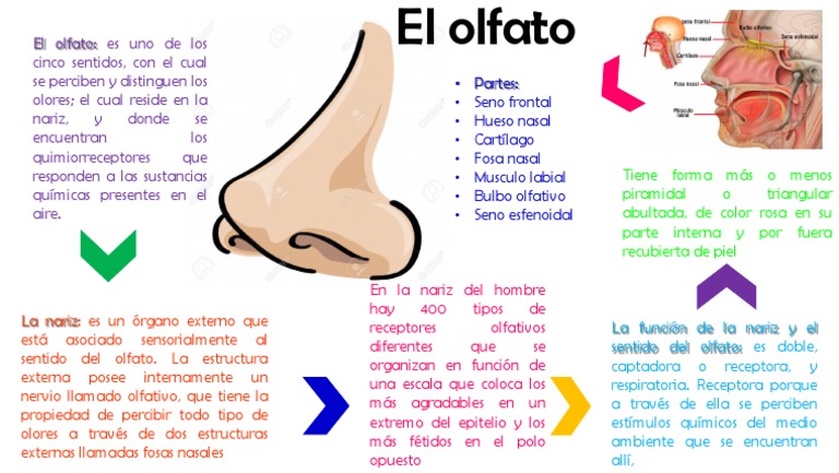 Como Detectar El Olfato – Cómo funciona el sentido del olfato: Una guía ...