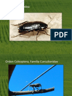 OrdenesInsectosPlagasArándano