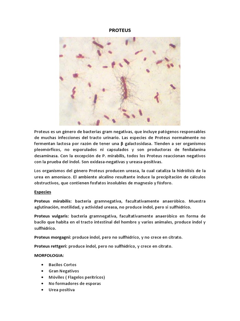 Proteus | PDF | Las bacterias | Especialidades Medicas