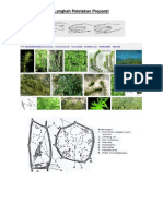 Bahan Praktikum Antum (Anatomi Tumbuhan)