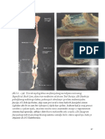 Fascija I Biomehanicka Regulacija