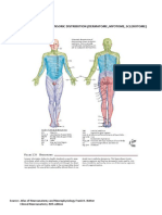 Dermatome Myotome Sclerotome