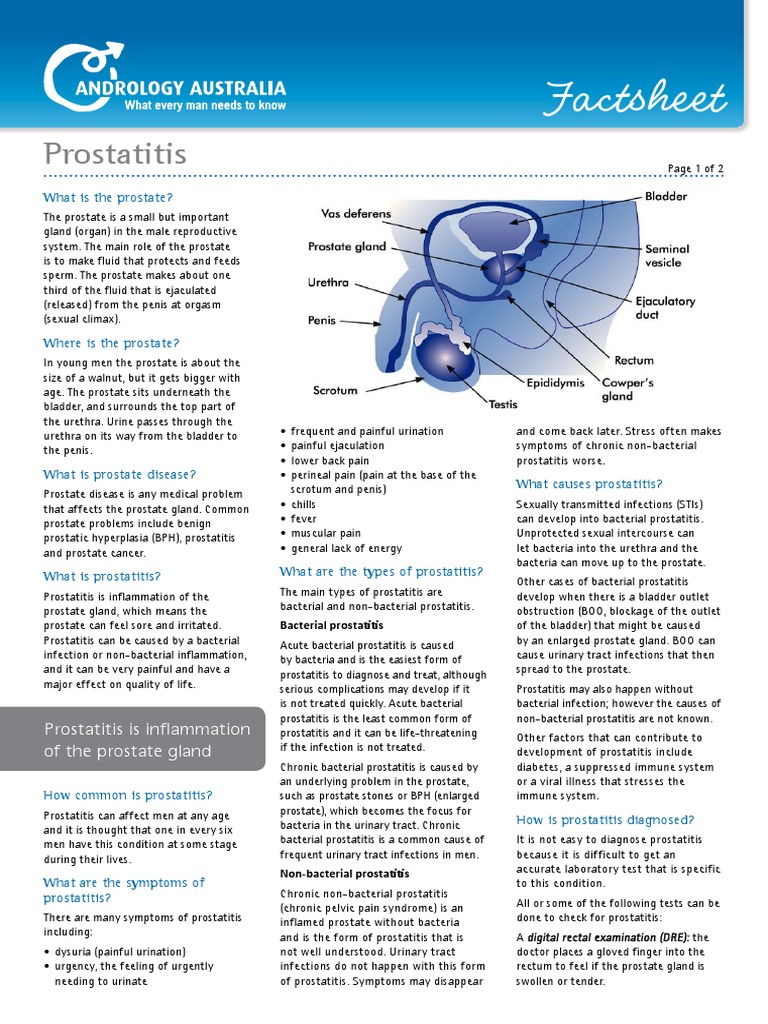 Factsheet Prostatitis | PDF | Prostate | Urinary Tract Infection