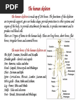 Skeleton