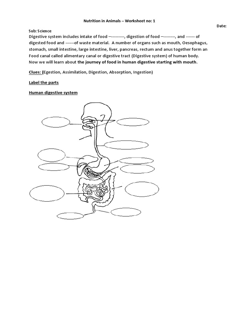 Science Worksheet Nutrition in Animals PDF