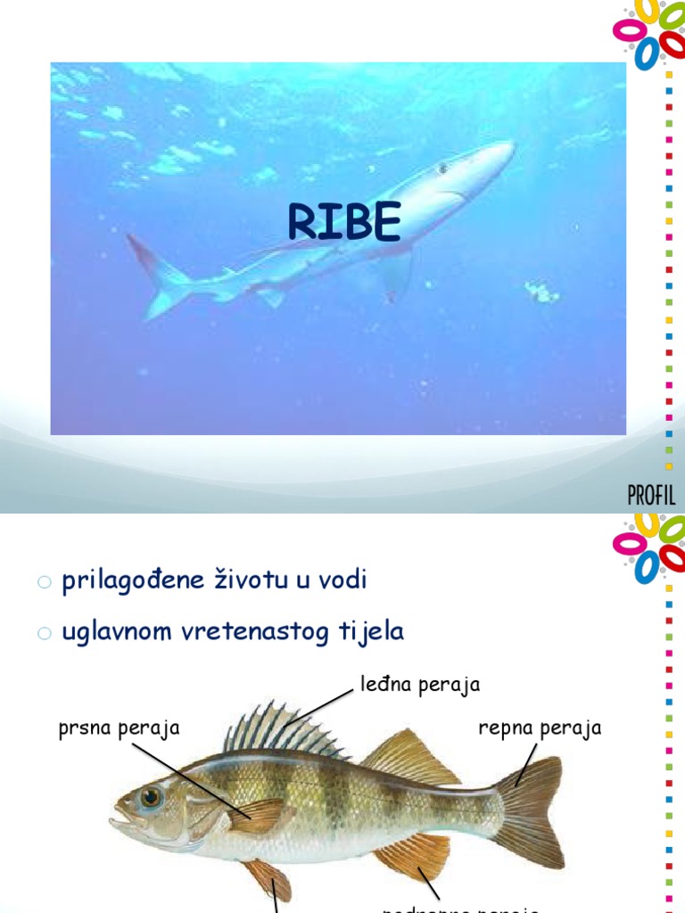 Ribe | PDF