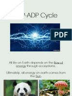 Atp-Adp Cycle PDF