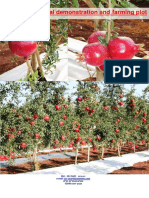 Granada Reporte Ensayo Netafim 2011 Ziv Charit 2012-06-13 Pomegranate Experimental Plot 2011