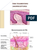  Sistema Tegumentario. Mecano Recepteros
