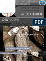 Arteria Femoral