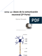 Tema 7. Bases de la comunicación neuronal 2.pdf
