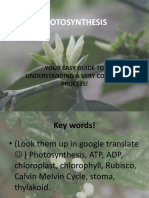 Photosynthesis: Your Easy Guide To Understanding A Very Complex Process!
